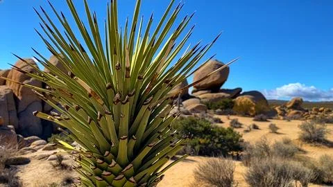 🌵 Alien Flora: Joshua Tree Close-up in Martian Landscape Stock Photos