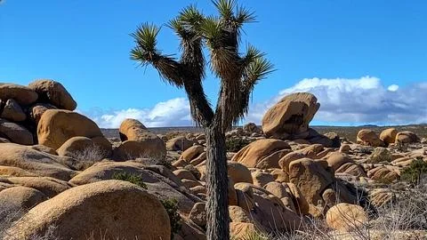 🌵 Alien Flora: Joshua Tree Close-up in Martian Landscape Stock Photos
