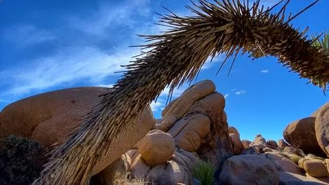 🌵 Alien Flora: Joshua Tree Close-up in Martian Landscape Stock Photos
