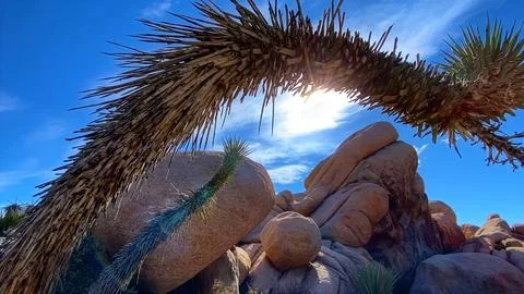 🌵 Alien Flora: Joshua Tree Close-up in Martian Landscape Stock Photos