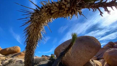 🌵 Alien Flora: Joshua Tree Close-up in Martian Landscape Stock Photos