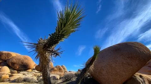 🌵 Alien Flora: Joshua Tree Close-up in Martian Landscape Stock Photos