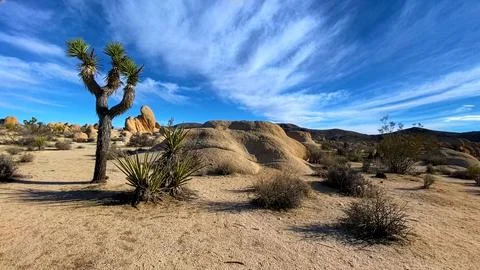 🌵 Alien Flora: Joshua Tree Close-up in Martian Landscape Stock Photos