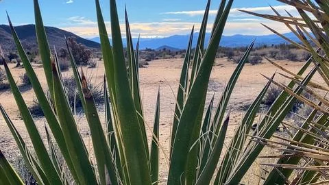 🌵 Alien Flora: Joshua Tree Close-up in Martian Landscape Stock Photos