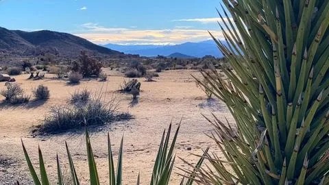 🌵 Alien Flora: Joshua Tree Close-up in Martian Landscape Stock Photos