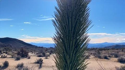 🌵 Alien Flora: Joshua Tree Close-up in Martian Landscape Stock Photos