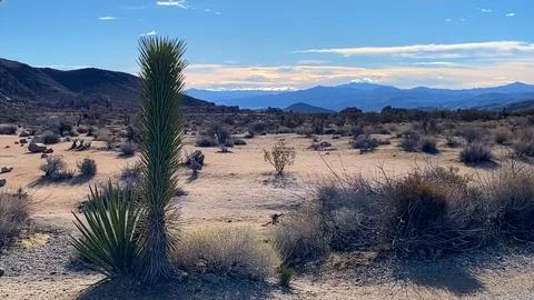 🌵 Alien Flora: Joshua Tree Close-up in Martian Landscape Stock Photos