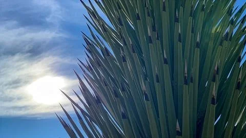 🌵 Alien Flora: Joshua Tree Close-up in Martian Landscape Stock Photos