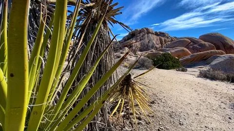 🌵 Alien Flora: Joshua Tree Close-up in Martian Landscape Stock Photos