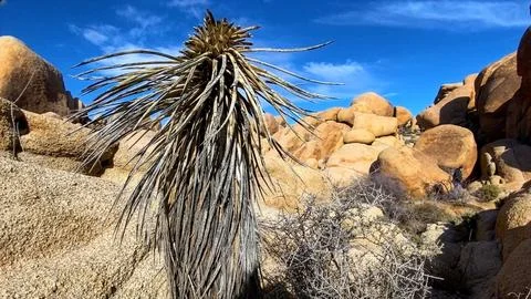 🌵 Alien Flora: Joshua Tree Close-up in Martian Landscape Stock Photos