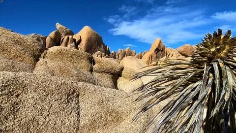 🌵 Alien Flora: Joshua Tree Close-up in Martian Landscape Stock Photos