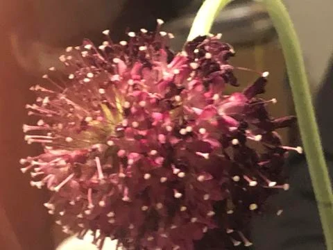 Alien flower in a vase Foto stock