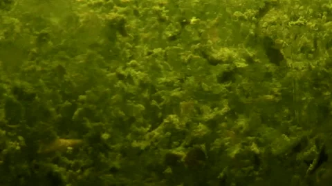 ALIEN Stock Footage 299621331