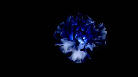 Alien glow in the dark flower Stock Footage 11005423