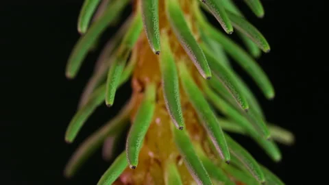 Alien green plant macro Stock Footage 132167608