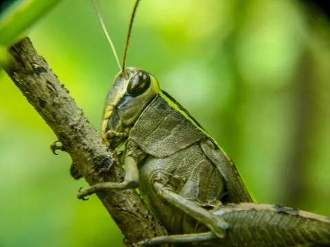 The alien insect Stock Photos