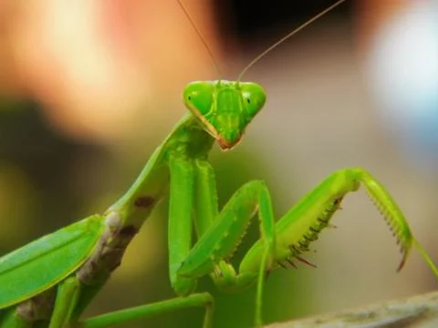 The alien insect Stock Photos