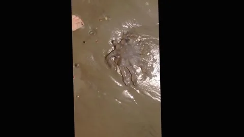 Alien Jelly fish part one Stock Footage 272989751