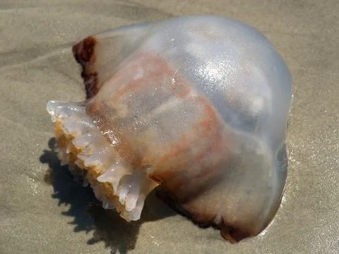 Alien jellyfish Fotos Stock