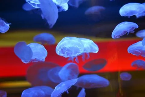 Alien jellyfish Stock Photos