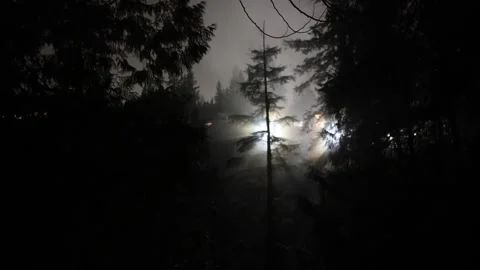 Alien light in the forest Stock Footage 167134643