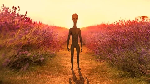 Alien In the Meadow Stock-Footage 81513446