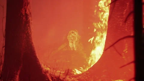 The alien monster senses something strange and turns to look 02 Stock Footage 231586710