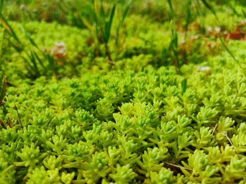 Alien moss in the park Stock Photos