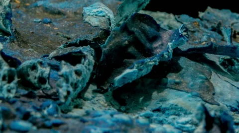 Alien organic matter landscape. Stock-Footage 57327528