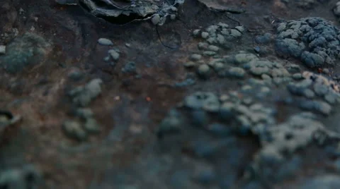 Alien organic matter landscape rust Stock-Footage 57327516