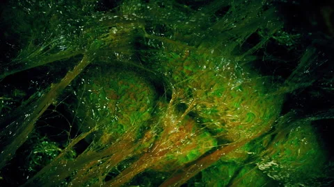 Alien Organism Opens Up Overhead Stock Footage 272980439
