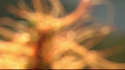 Alien Plant Stock Footage 1101052