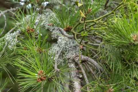 An alien plant grows on a pine branch. Foto stock