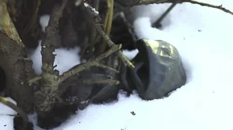 Alien in snow Stock Footage 10817470