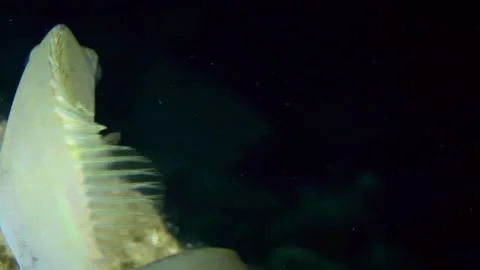 Alien species: Spinefoot or Rabbitfish. Stock Footage 274469946