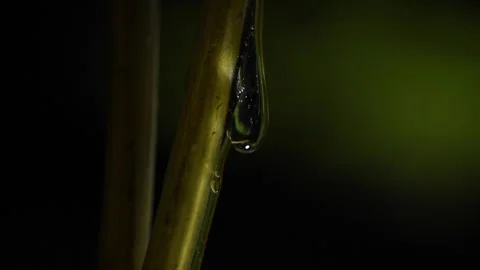 Alien Stem Dripping Clear Liquid 스톡 동영상 134568703