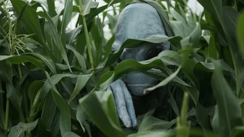 An alien in tall grass,making his way through thickets,an alien arrived on earth Stock Footage 145110885