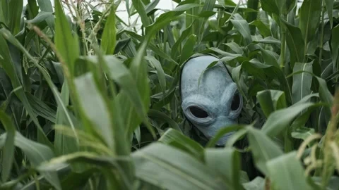 An alien in tall grass,making his way through thickets,an alien arrived on earth Stock Footage 145110997