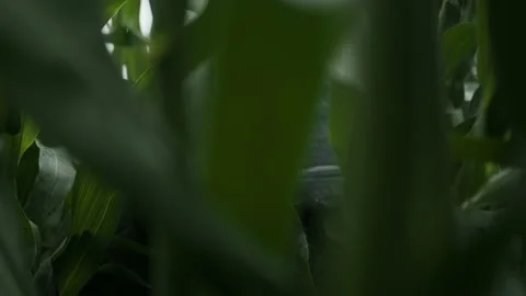 An alien in tall grass,making his way through thickets,an alien arrived on earth Stock Footage 145111089
