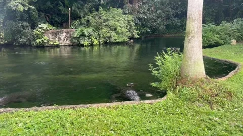 Aligator crocodile in florida Stock Footage 292341780