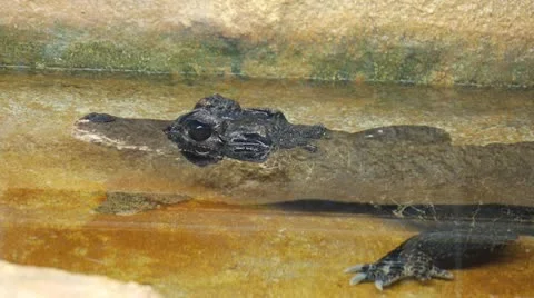 Aligator Video stock 21427464