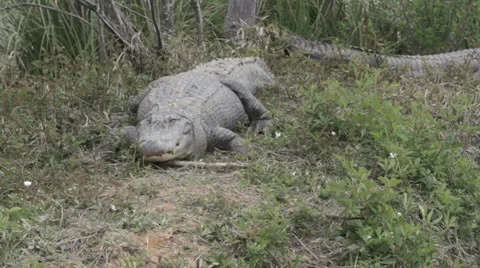 Aligator Stock Footage 26637992