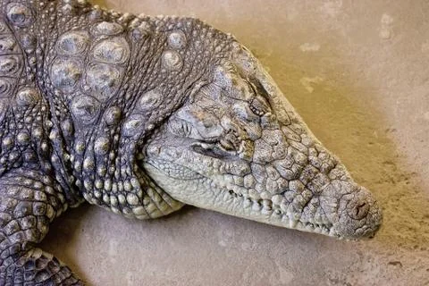 Aligator head from above Stock Photos