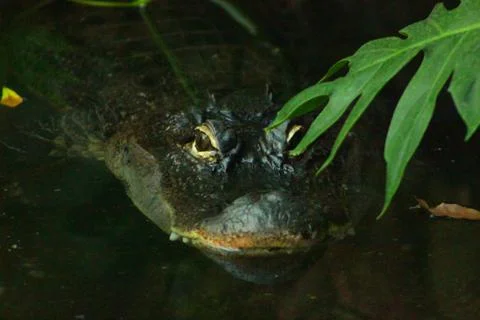 Aligator 写真素材