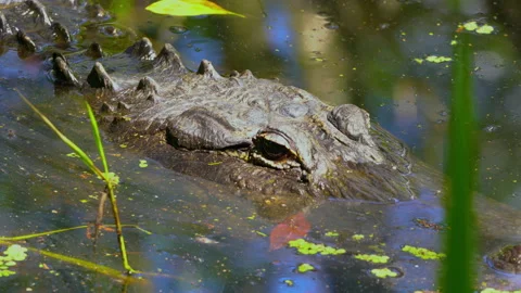 Aligator on pond Video stock 162932493
