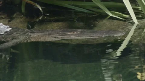 Aligator Pop UP Stock Footage 170732401