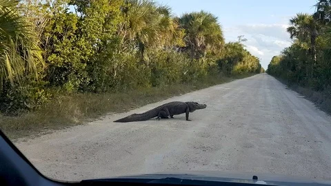 Aligator on the road to Everglades in Florida Stock Footage
