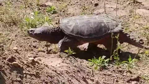 ALIGATOR SNAPPING TURTLE Stock Footage 167391823