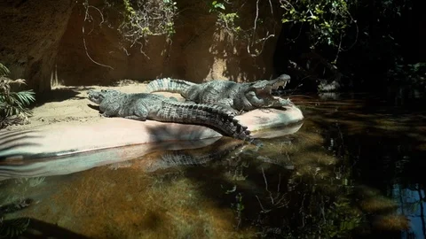 Aligators Sunbath Next to Water Stock Footage 96037953
