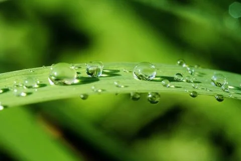 Alight water drops on a leaf Foto stock